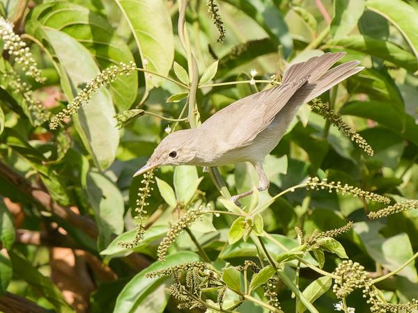 <h3><a href="/trips/gambia/biota/animalia/chordata/aves/040 passeriformes/084 acrocephalidae/iduna opaca/iduna opaca-nl.html">Iduna&nbsp;opaca</a> / Western&nbsp;olivaceous&nbsp;warbler / Westelijke&nbsp;vale&nbsp;spotvogel</h3>OM-1 Mark II met OLYMPUS M.150-400mm F4.5, 1/2500 sec  bij F7.1, ISO 3200, afstand 13.6&nbsp;m